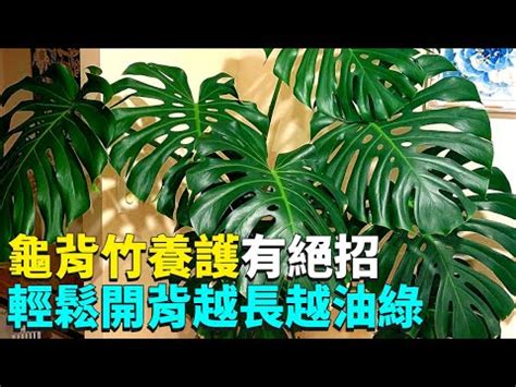 龜背芋可以放室內嗎|室內龜背芋：植物的魔力與關懷 – 植物盆栽綠寶典